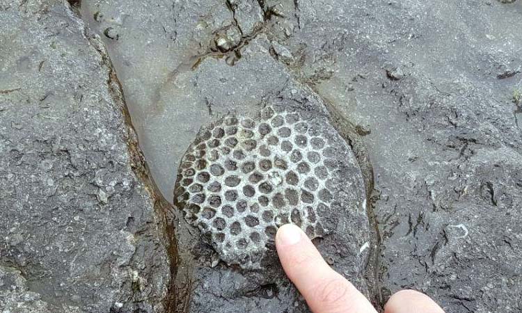 Molekul 24 IPC Dari Spons Laut